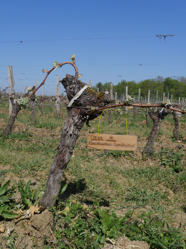 Виноградник на урожай